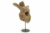 Fossil Hadrosaur Dorsal Vertebra w/ Metal Stand - South Dakota #339117-1